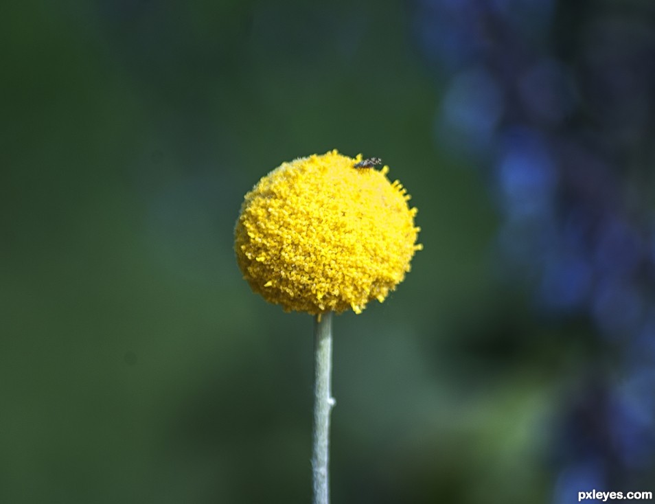 Yellow Flower