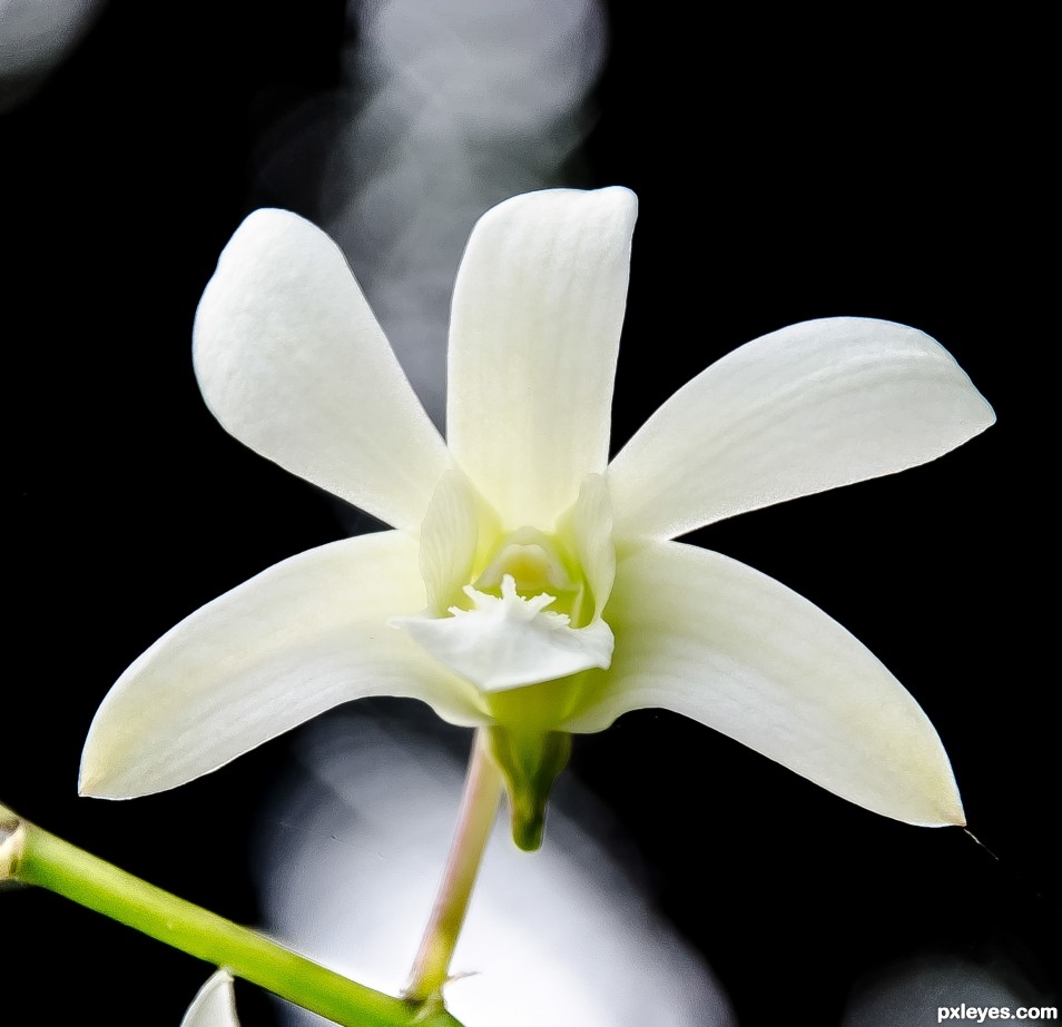 white orchid