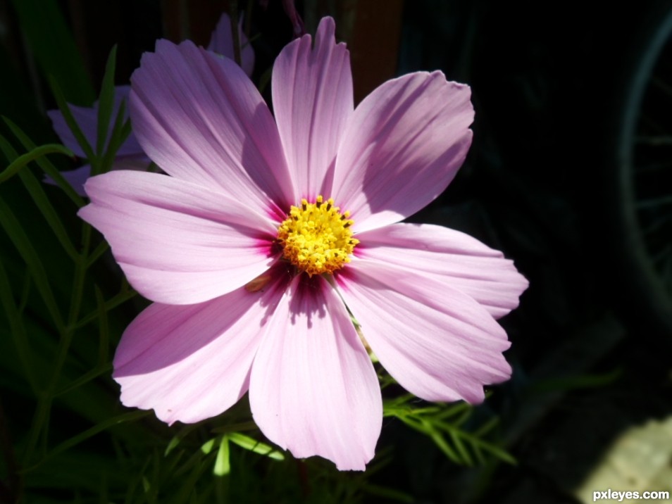 Purple Flower