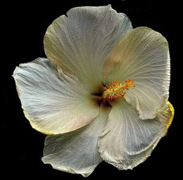 Hibiscus 