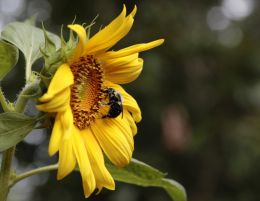 Sun Flower