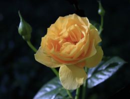 Yellow Rose