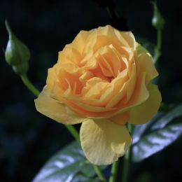 YellowRose