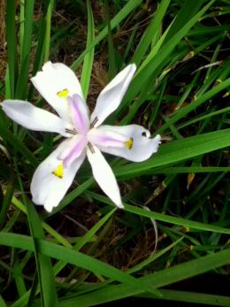 White Flower