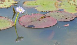 Swamp Lilly