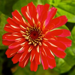 young zinnia unfurling 