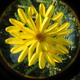 playingwithlenses