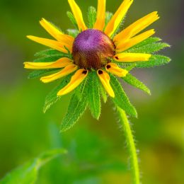 wild sunflower Picture