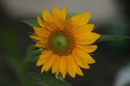 Sun Flower