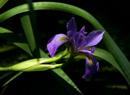 Wild Iris