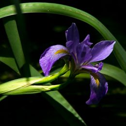 Wild Iris Picture