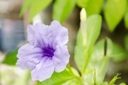 Violet Campanula