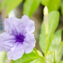 VioletCampanula