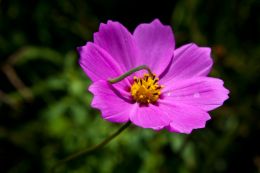 Little flower with little worm