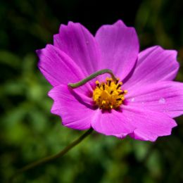 Little flower with little worm Picture