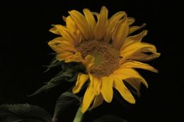 Sunflower at Night