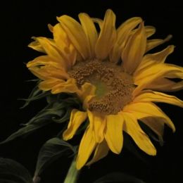 SunfloweratNight