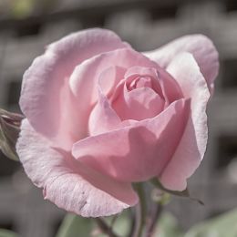 PinkRose