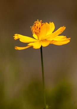 Yellow Flower