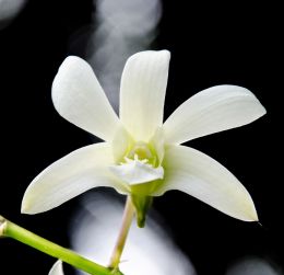 white orchid