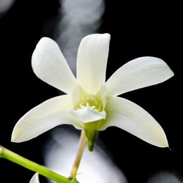 whiteorchid