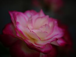 night rose