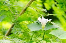 Lone flower in the green