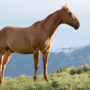 single horse photoshop contest