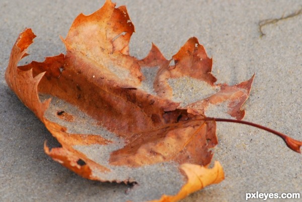 Beach Leaf