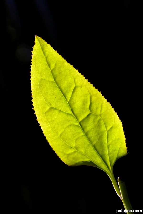 Green Leaf