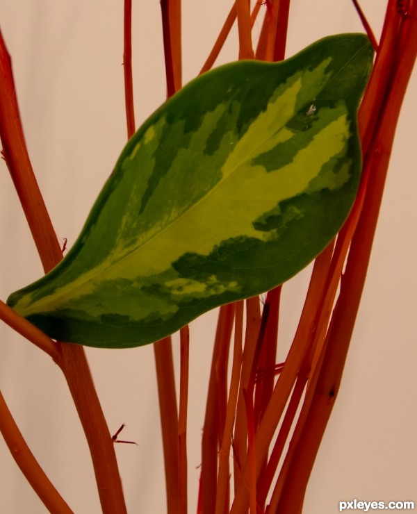 Green Leaf Red Branch