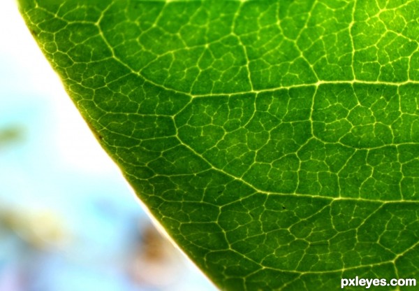 Leaf close-up