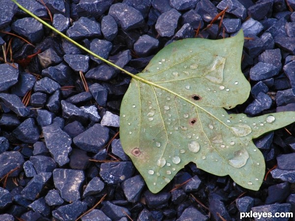 Leaf on the ground