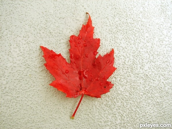 Maple Leaf