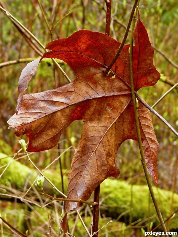 Yesterdays Leaf