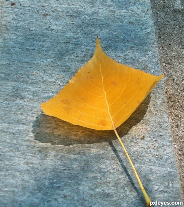 autumn leaf