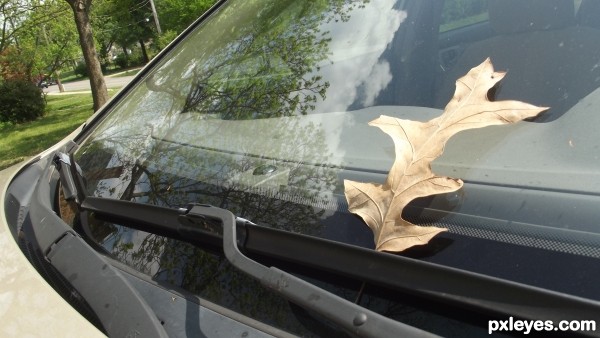 leaf on windshield