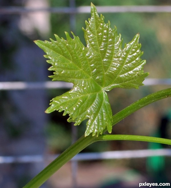 vine leaf