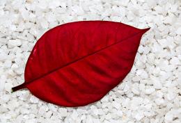 A single red leaf