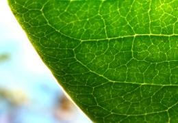 Leafcloseup