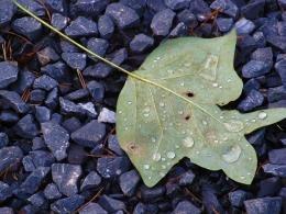 Leaf on the ground