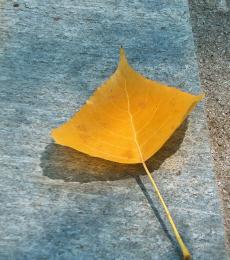 autumnleaf