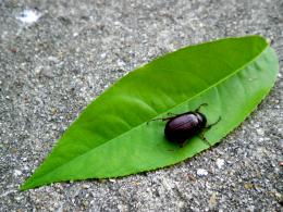 bug on leaf