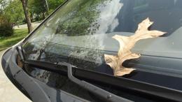 leaf on windshield