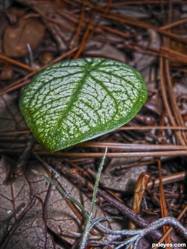 Caladium