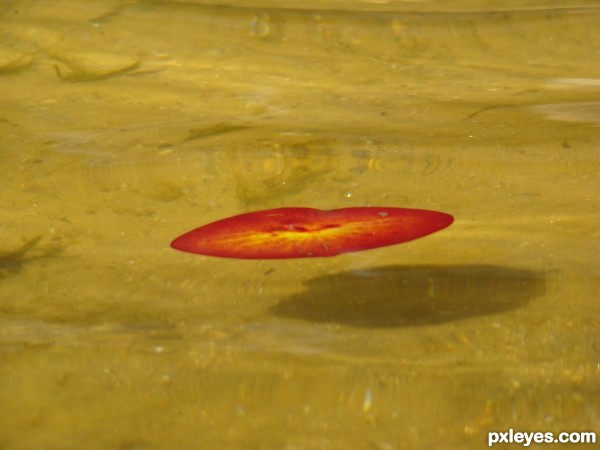 Dennison Lake lilypad leaf