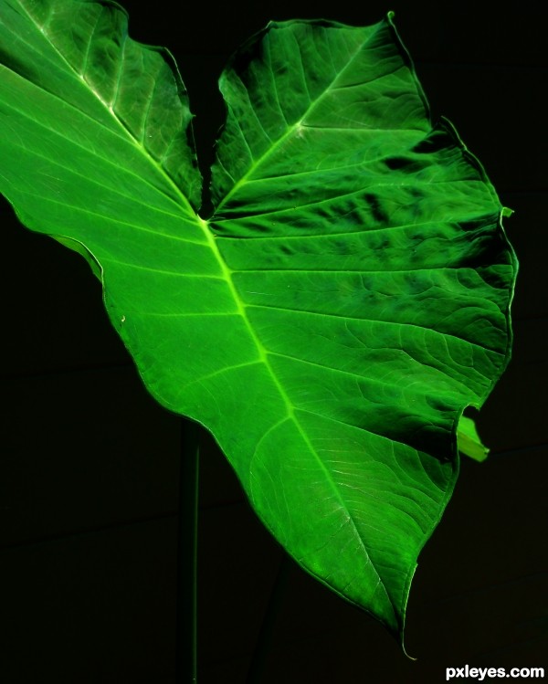 Elephant leaf