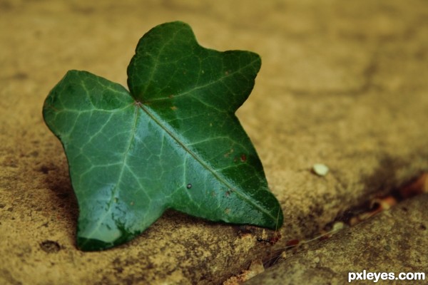 Green Leaf 