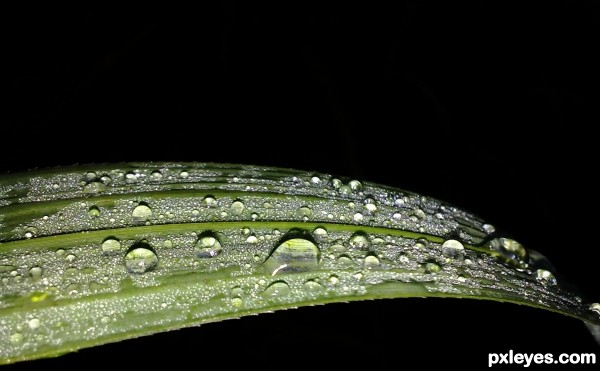 Morning Dew..!!