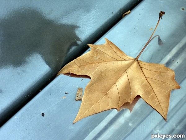 Plane tree leaf